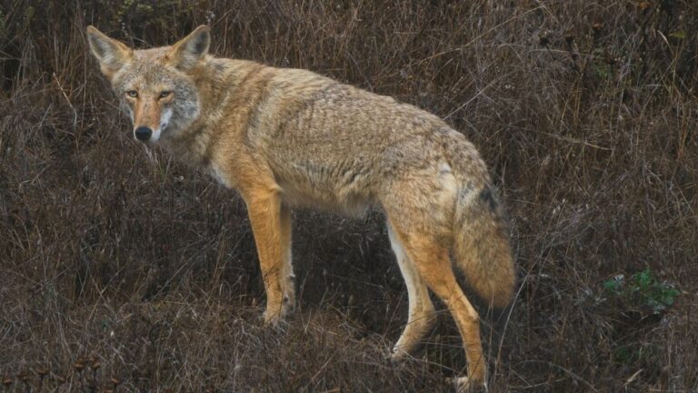 What's Really Going On With "Coyote Hybrids" Spreading Along the East Coast