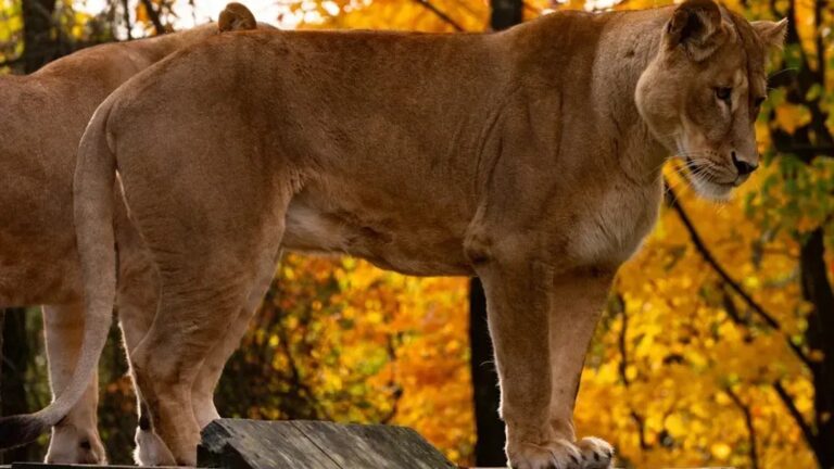 The "Ghost Predator": The Elusive Animal Experts Say Is Moving Into Suburbs