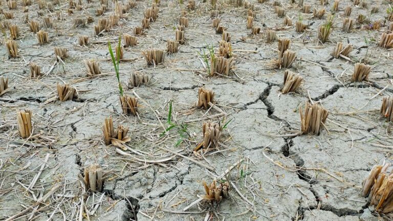 The Grocery Store Illusion: The Real Reason Behind 2026 Food Shortages