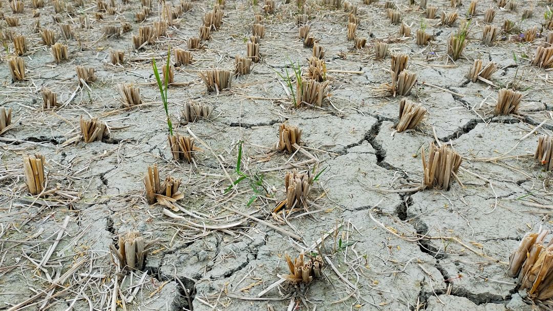 The Grocery Store Illusion: The Real Reason Behind 2026 Food Shortages