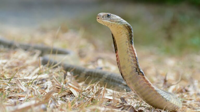 9 Surprising Facts About the King Cobra: The Snake That Hunts Other Snakes