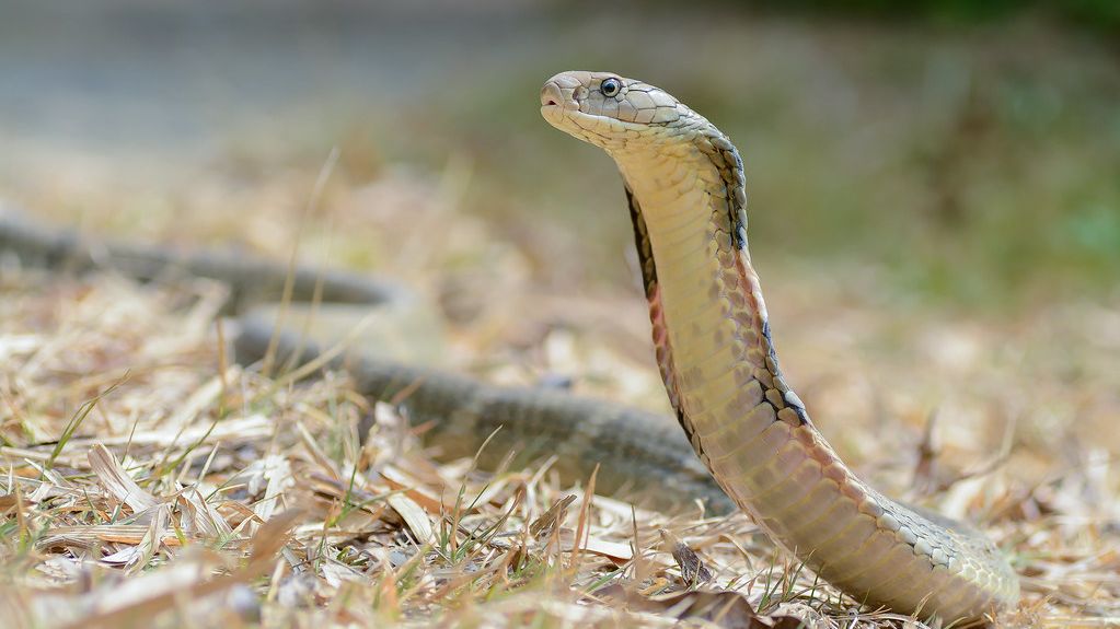 9 Surprising Facts About the King Cobra: The Snake That Hunts Other Snakes