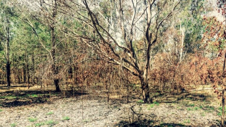 The Tree Law Trap: How Cutting One Branch Can End in a Lawsuit