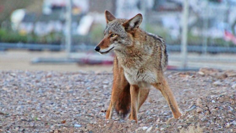 What's Really Driving the Spread of "Coyote Hybrids" Along the East Coast