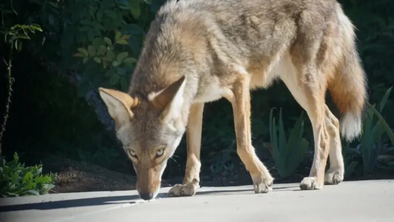 The "Ghost Predator" Experts Say Is Quietly Entering Suburban Backyards