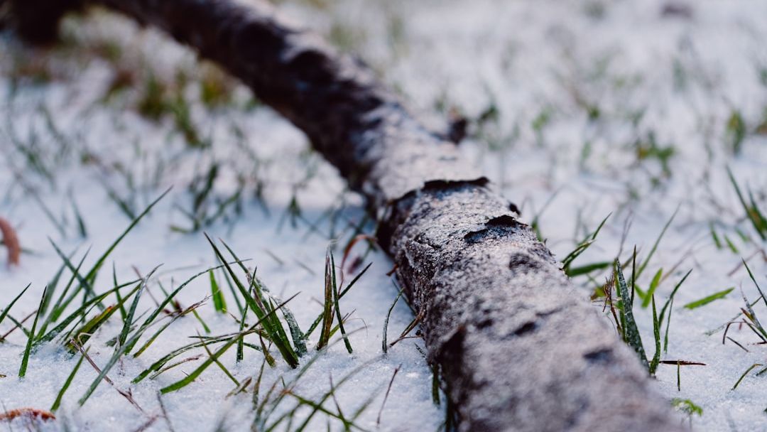 When is the Polar Vortex Expected to Return? A Look at the Late-Winter Outlook
