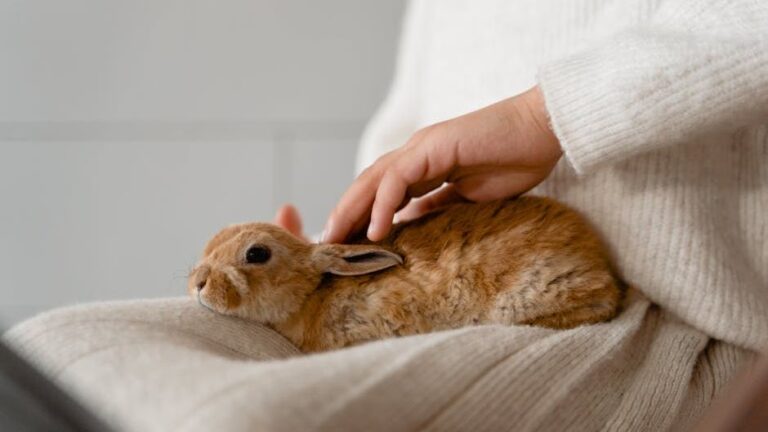 6 Pets That Make Great Companions for Seniors Living Alone