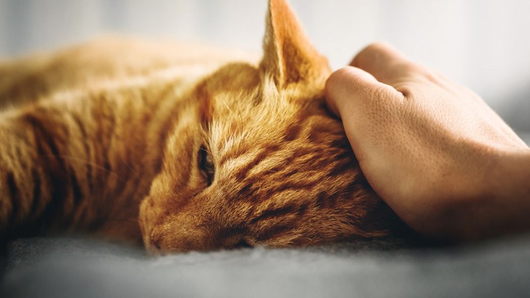 10 Unspoken Truths About Loving a Cat That Rarely Shows Affection