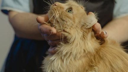 10 Behaviors Cats Develop When They Feel Safe Around You