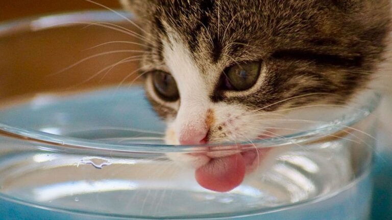 3 Essential Things Indoor Cats Need That Many Homes Overlook