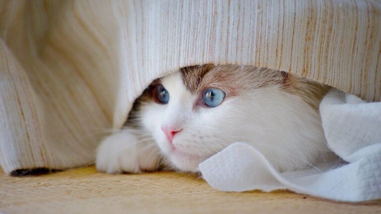 7 Important Needs of Indoor Cats That Most Households Forget