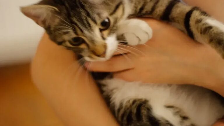 12 Simple Comforts That Mean the World to Cats