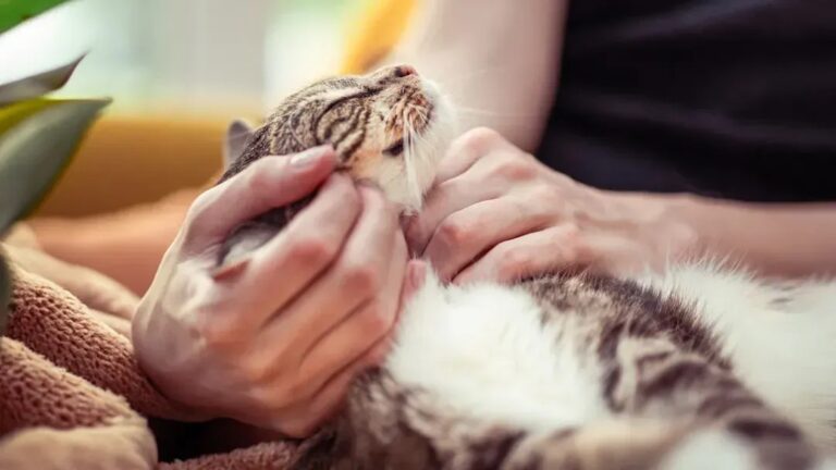 These 6 Pets Are Perfect Companions for Seniors Living Alone