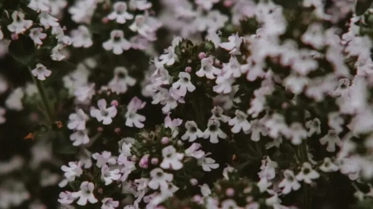 8 Plants You Shouldn't Water, Fertilize, or Trim in Summer (Though Many Gardeners Do)