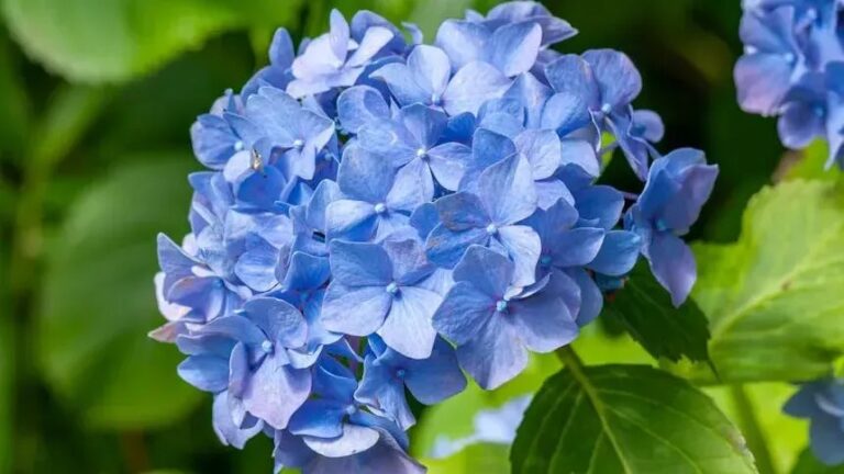 6 Plants You Shouldn't Water, Feed, or Trim in Summer (Even Though Many Gardeners Do)