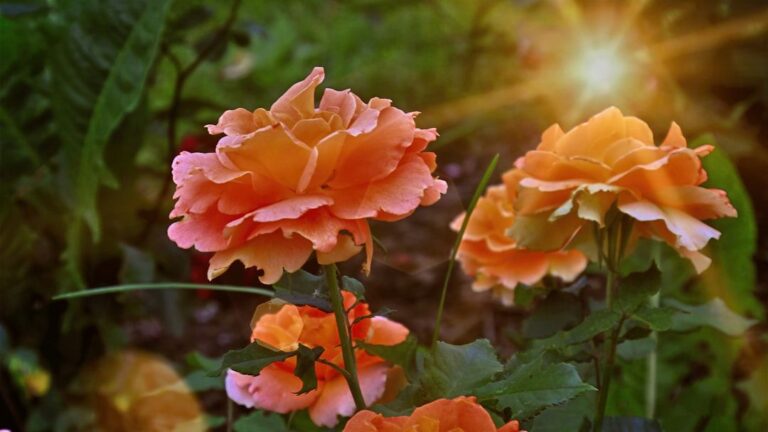 8 Plants That Require Extra Care During Peak Summer Months