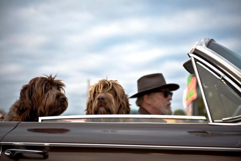 Easy Tips for Traveling with Dogs