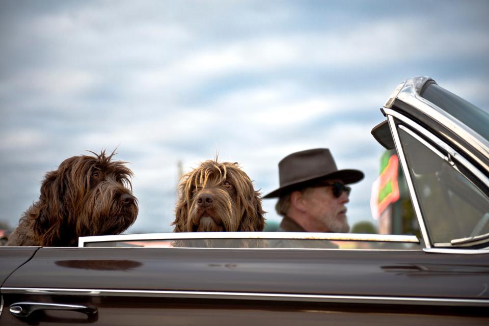 Easy Tips for Traveling with Dogs